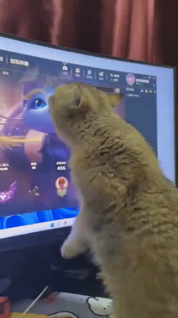 Cat Becomes Desperate For A GF