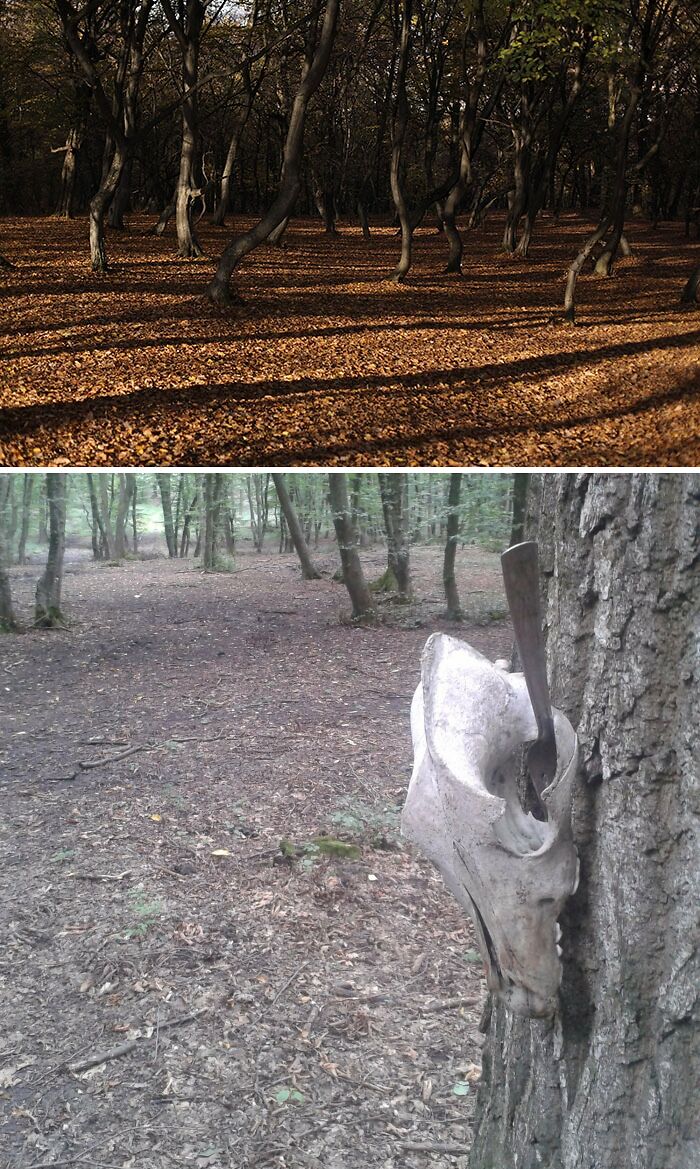 Hoia Baciu Forest with skulls in the forest