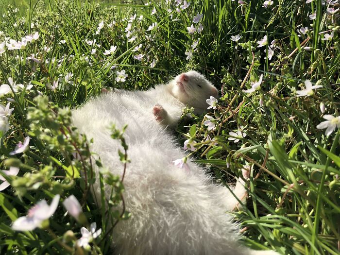 No More Walking Human, I Shall Sleep Here Until You Return With My Treats