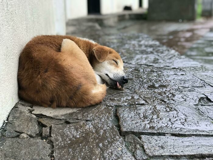 I Saw This Little Guy Having A Really Comfy Nap At A Sri Lankan Tea Estate. He Seemed To Be Having A Nice Nap, Completely Oblivious To The Light Rain