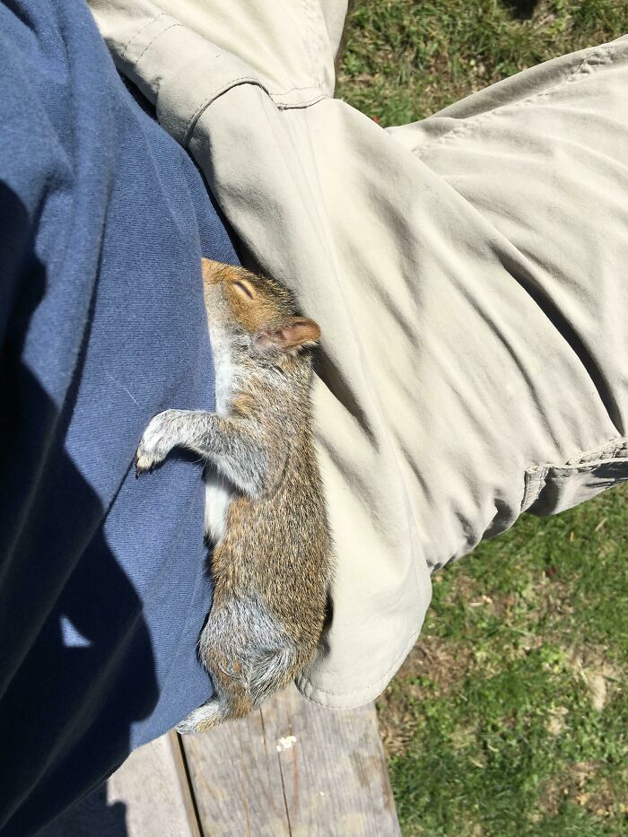 This Little Guy Came Out Of Nowhere While I Was Gardening And Just Wanted A Place To Nap Before He Went On His Way