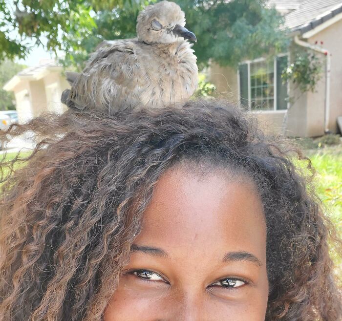 Excuse Me, Miss, May I Nap In Your Nest For A Bit? A Little Bird Followed Me From My Car