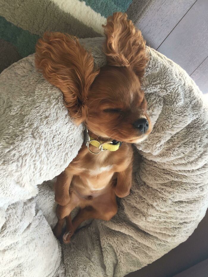 My Girlfriend Is Dog-Sitting With A Friend’s Dog. This Is How He Naps Apparently