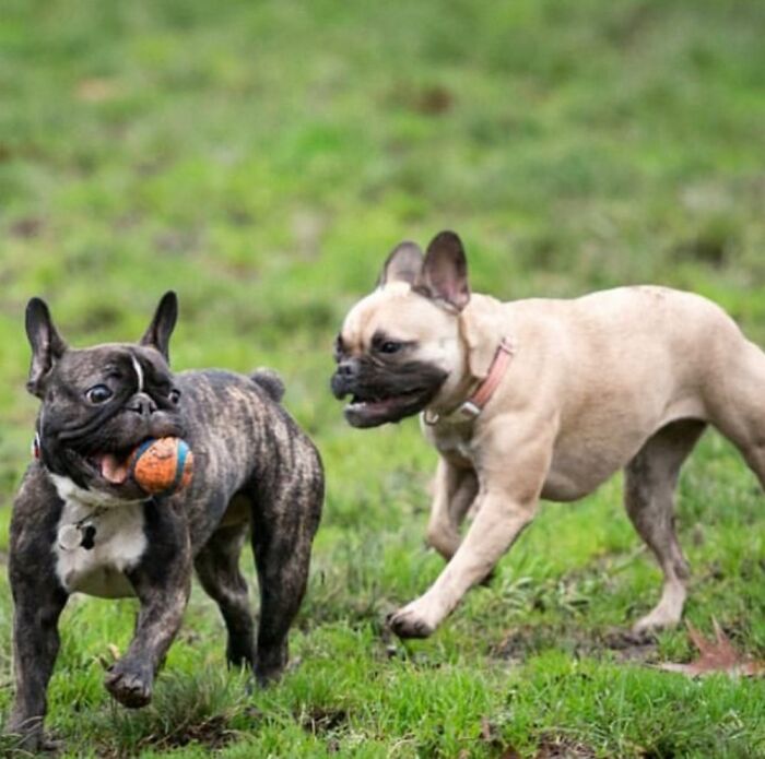 Leave Me Alone. Bacon & Touts