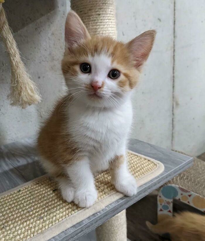 George Is The Name Of The Little Kitten That My Sister Adopted