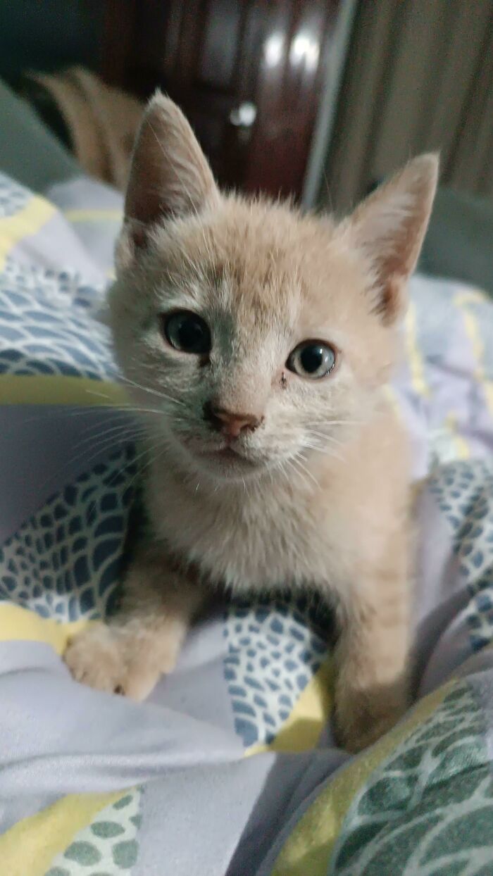 This Little Guy Just Adopted Us... Walked In To The House Right Behind Me