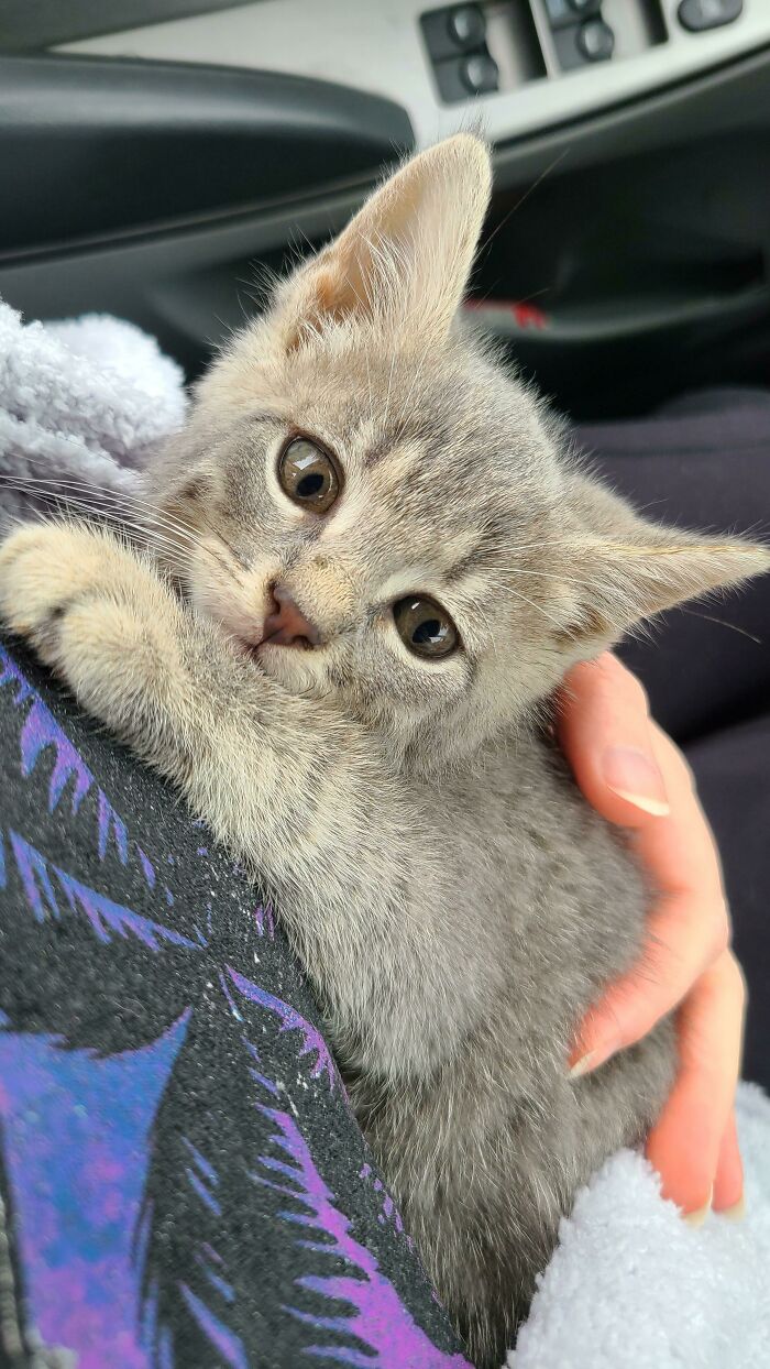 Adopted A New Baby Today, Her Name Is Fran