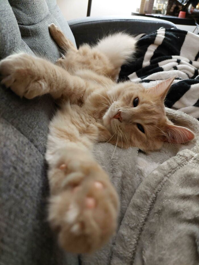 I Adopted The Shyest Cat At The Shelter And They Said He May Never Warm Up To Humans. We Are Doing Good