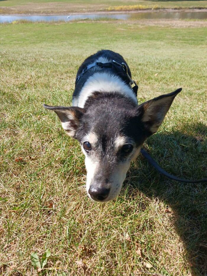 My GF Recently Adopted Old Man Sampson(18) He’s Mostly Def And His Back Legs Are Getting Worse, But He Still Loves Sniffing Around And Going For Walkies