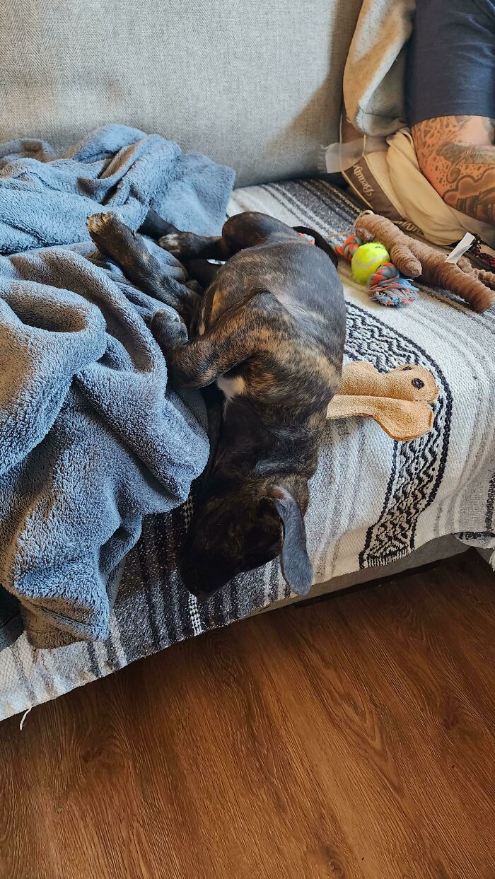 We Adopted A Derp Last Night