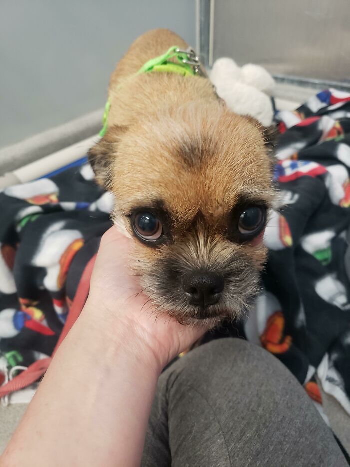 I Volunteer At A Shelter And Had Managed To Refrain From Adopting A Dog For Years, But A Month Ago This Girl Instantly Obliterated My Resolve. Her Adoption Is Finalized Tomorrow