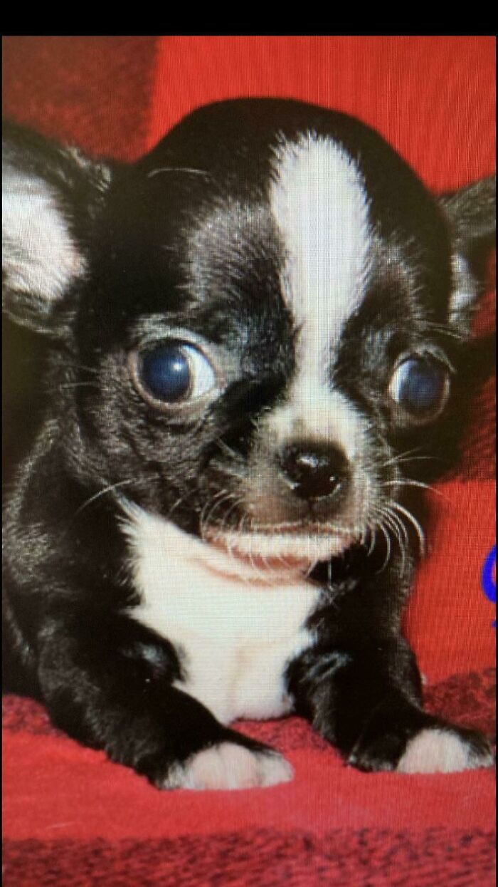 About To Adopt This Lil Man.. Any Tips? Advice? He Will Be My First Dog!