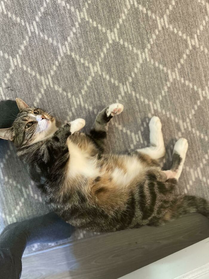 This Is Linus After 1 Day After Adoption. Every Sign Of Attention Will Be Repayed In A Flop To The Floor