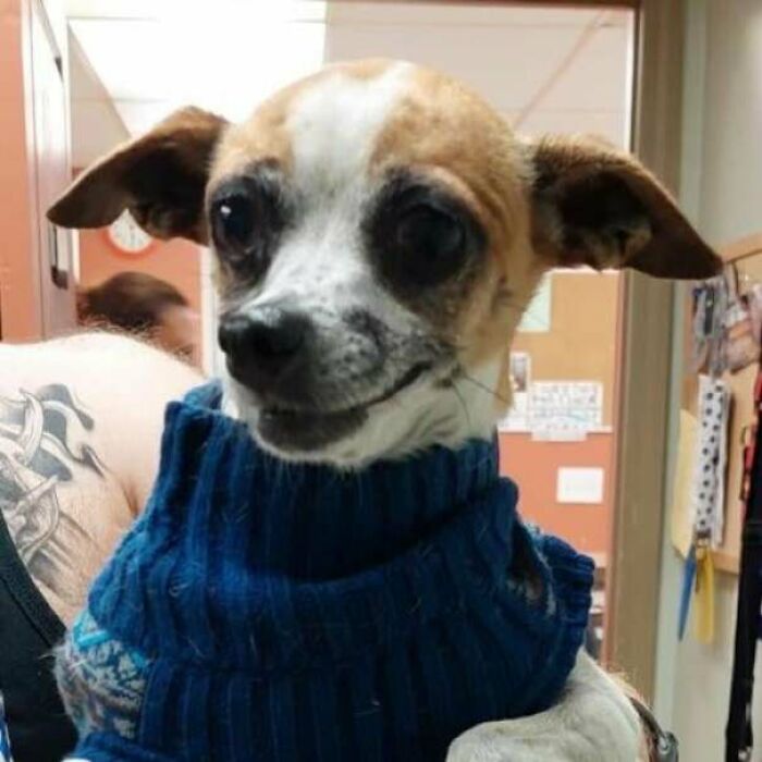 Parents Rescued This Sweet Little Guy From The Shelter