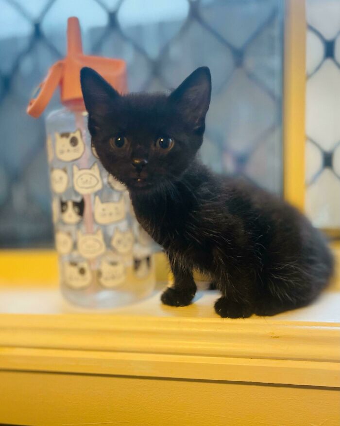 Passionfruit Wants To Thank Everyone For Supporting Our Rescue 