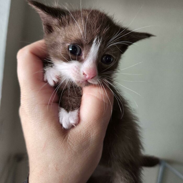 Not Only Is He Illegally Small, But This Is The First Brown Cat Our Rescue Has Ever Pulled Out Of Thousands! How Cool Is He?