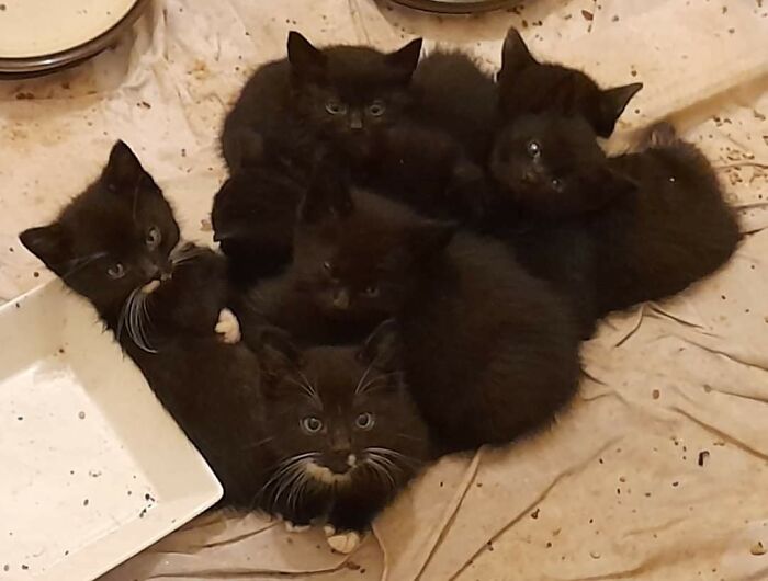 A Pile Of Rescue Voidlings