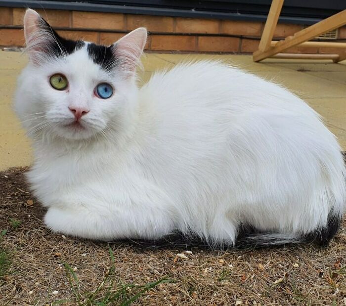 My Rescue Overlord Loaf