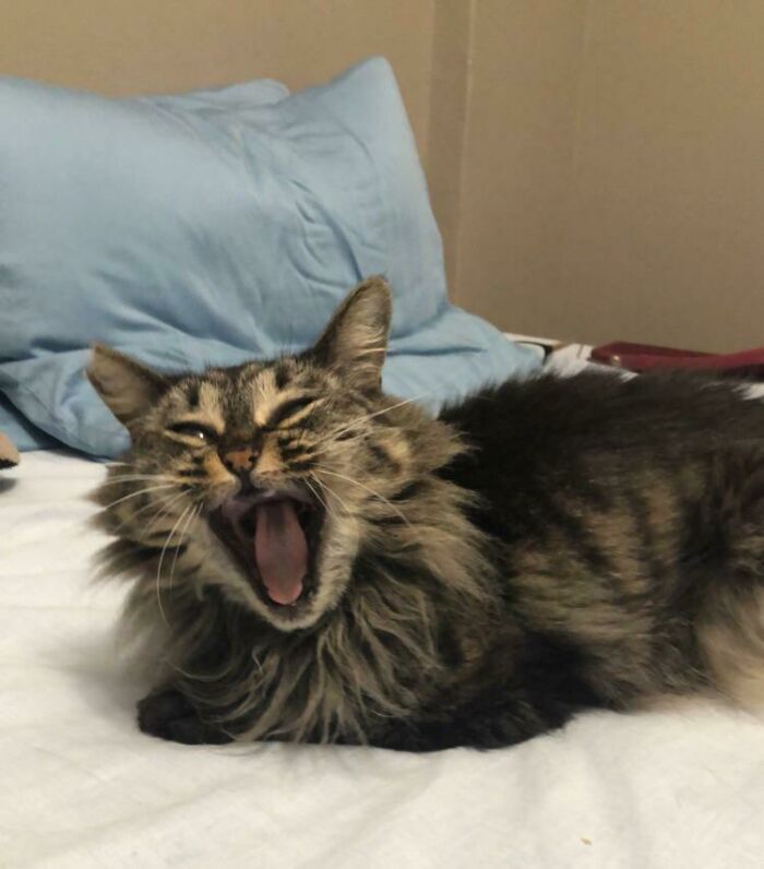 Still Cute With No Teeth? She Had Them All Removed Before I Rescued Her