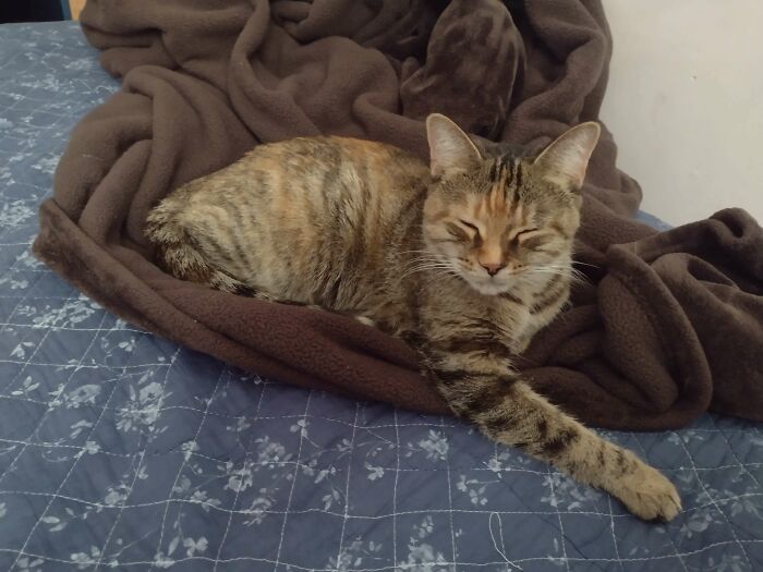 My Son Has Been Asking For A Cat For A Few Years Now. We Picked Up This Happy Little Rescue Yesterday