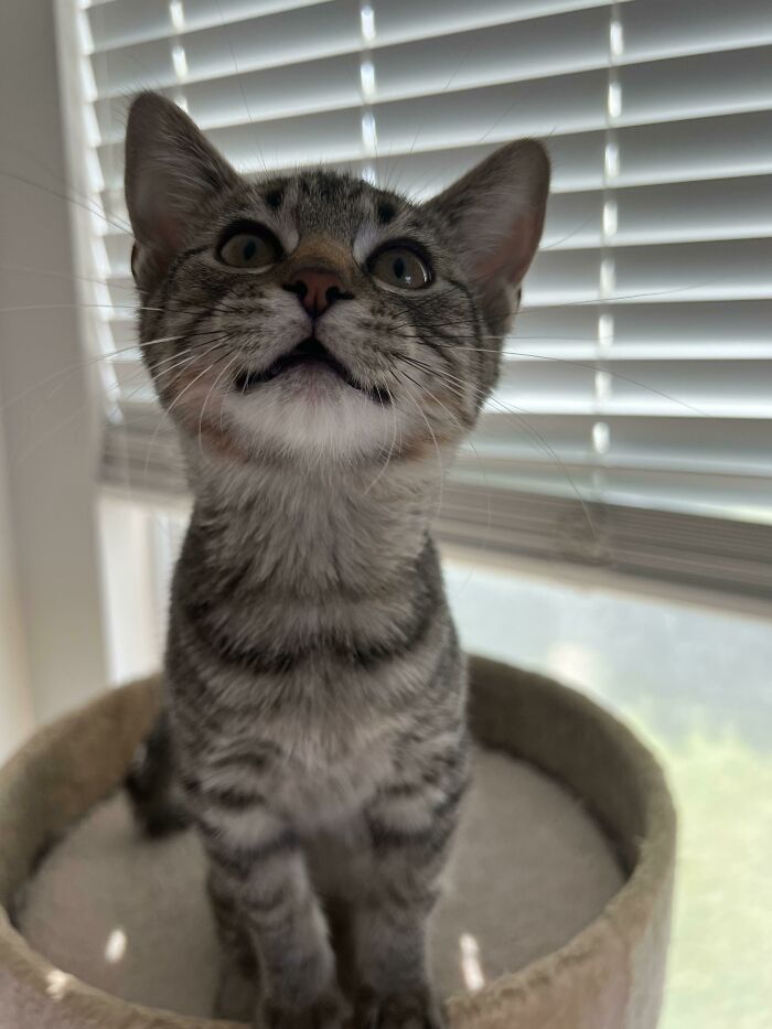 Our Sic We Rescued A Month Ago. Named Her Maybelline. “Maybe She’s Born With It, Maybe It’s Maybelline.”