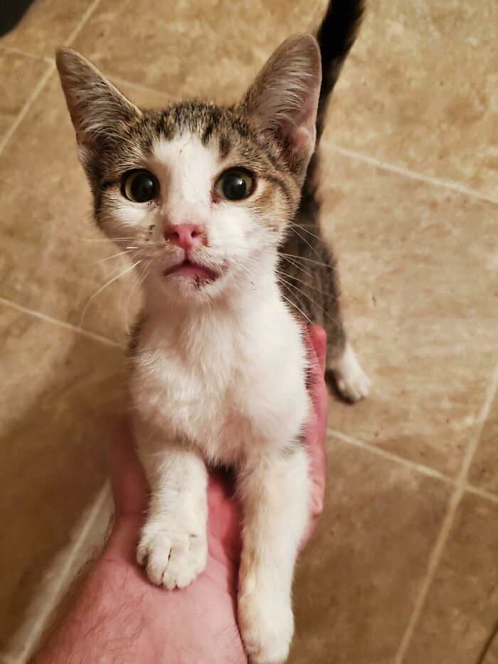 I Heard A Kitten Crying Through An Open Window Last Night. I Think He's Glad To Be Rescued