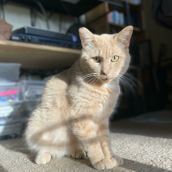 Major Tom Politely Requests Mew Keep A Smol Distance