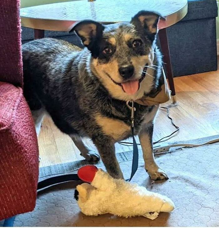 Meet My Recently Adopted Girl!