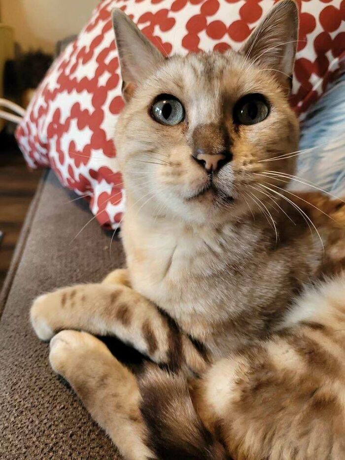 So Obsessed With Our New Lil Rescue. 💙