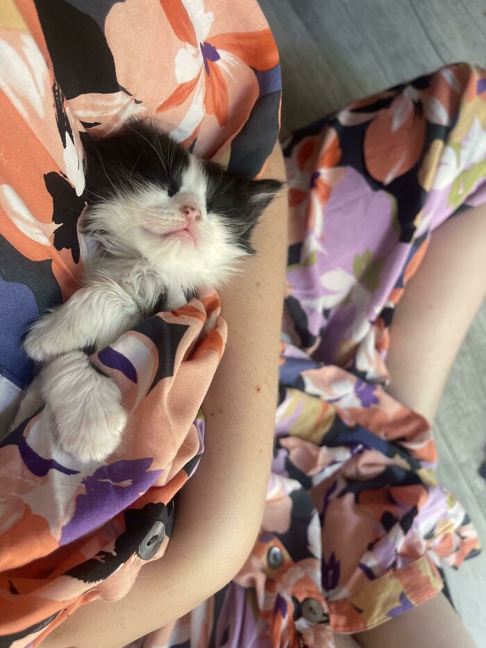 Introducing Hummus, Our New Rescue Kitten