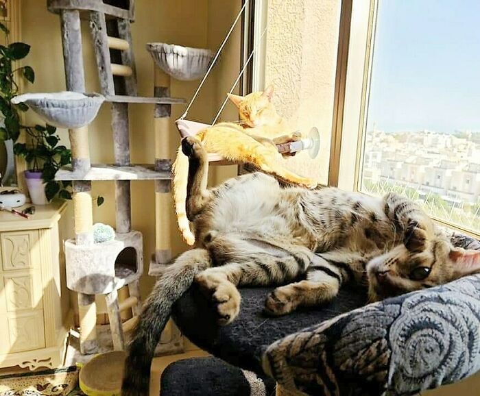 Three Rescue Kitties Who Took Over The Spare Bedroom As Their Solarium. Yes, There's Three Of Them In The Picture