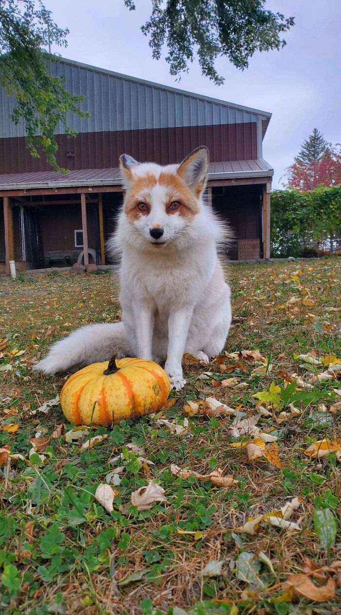 This Is Jagger At The Saveafox Domestic Fox Rescue. He Just Got A Pumpkin As A Treat