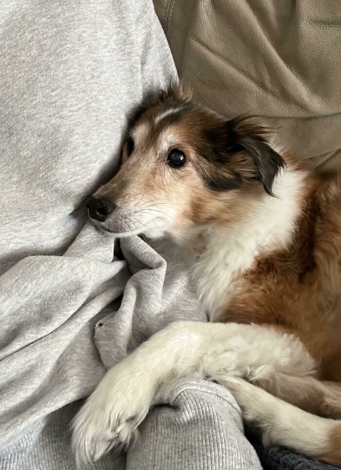 Rescued This Older Gal Recently