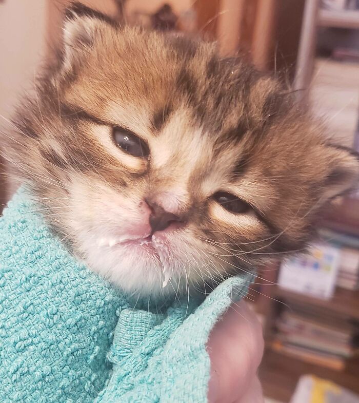 Detained With The Evidence Still On His Face!