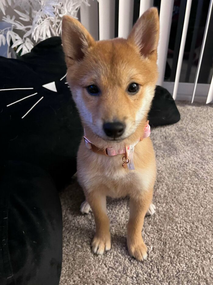 New Pup Rescued - This Is Rori!