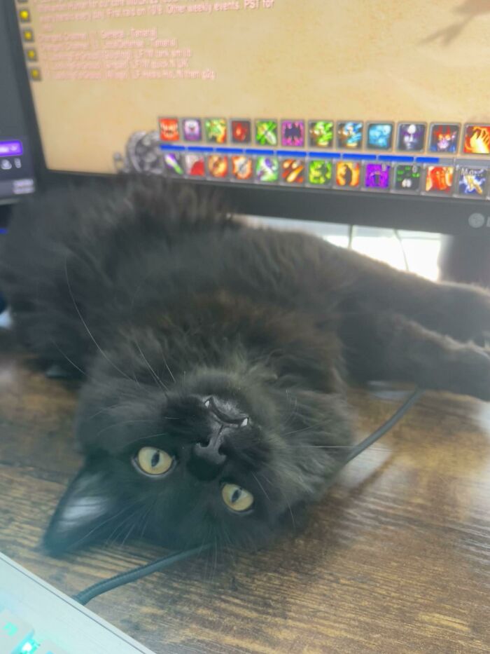 Oh Gosh I Rescued A Vampire! What Do I Do?!