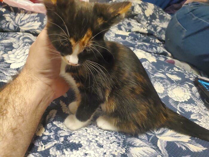 Purrogi - Just Adopted This 10 Week Old Fuzz Ball