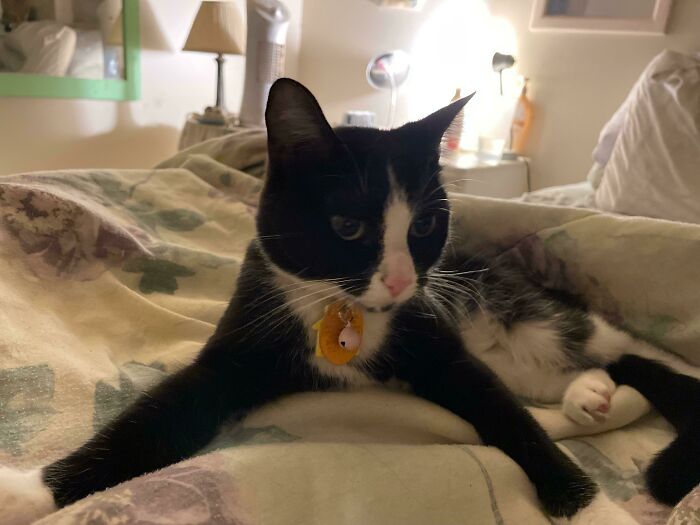 I Have Waited So Long To Get A Cat! This Is Liesl And I Adopted Her Today From The Indianapolis Animal Shelter. She Is A Year Old And She Is Perfect And I Love Her!