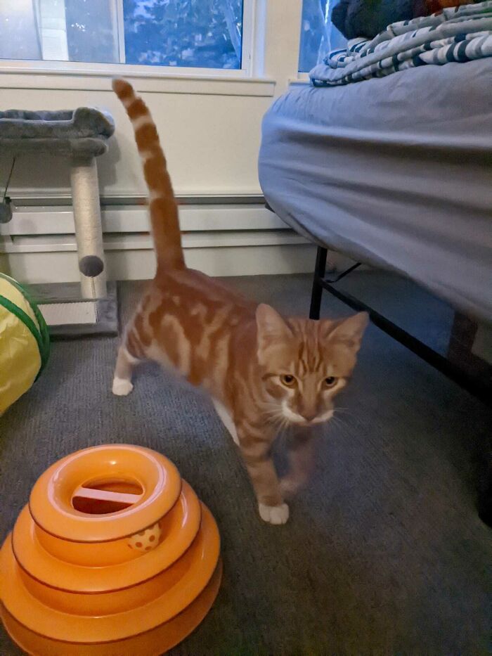 World, Meet Simba! We Adopted Him Yesterday. He's Neutered, Dewormed, De-Flead, And Has Tested Negative For Hpv And Braincells!