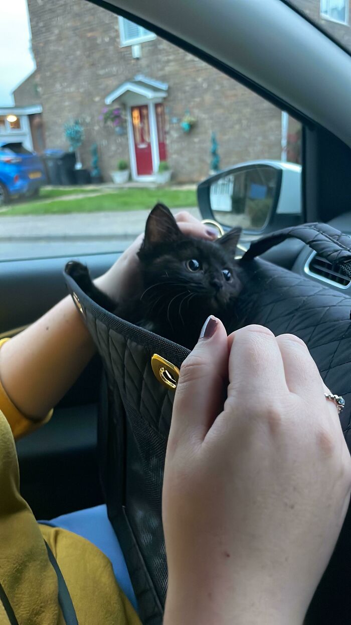 I Adopted A Fur-Baby 2 Weeks Ago