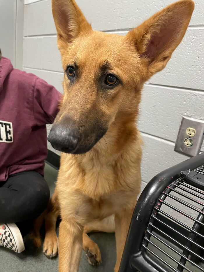 Hey Everyone I Just Adopted This Sweet Baby From Our Local Animal Shelter Today. I Named Her Aspen And They Said She Is 10 Months Old