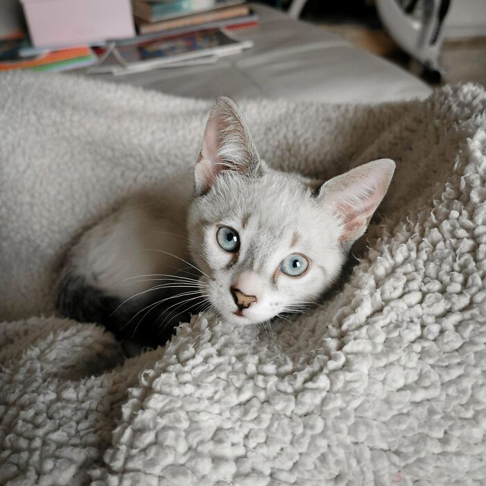 This Is My Sweet Foster That I Ended Up Adopting