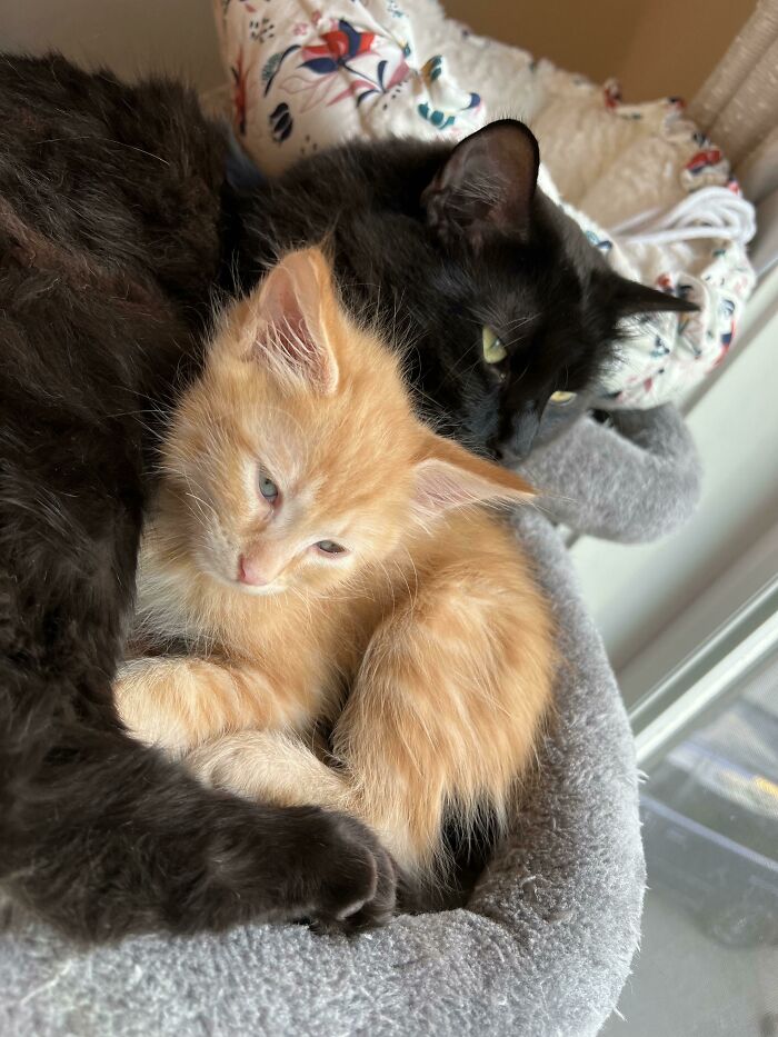 Adopted A New Kitten And My Void Instantly Accepted Him!