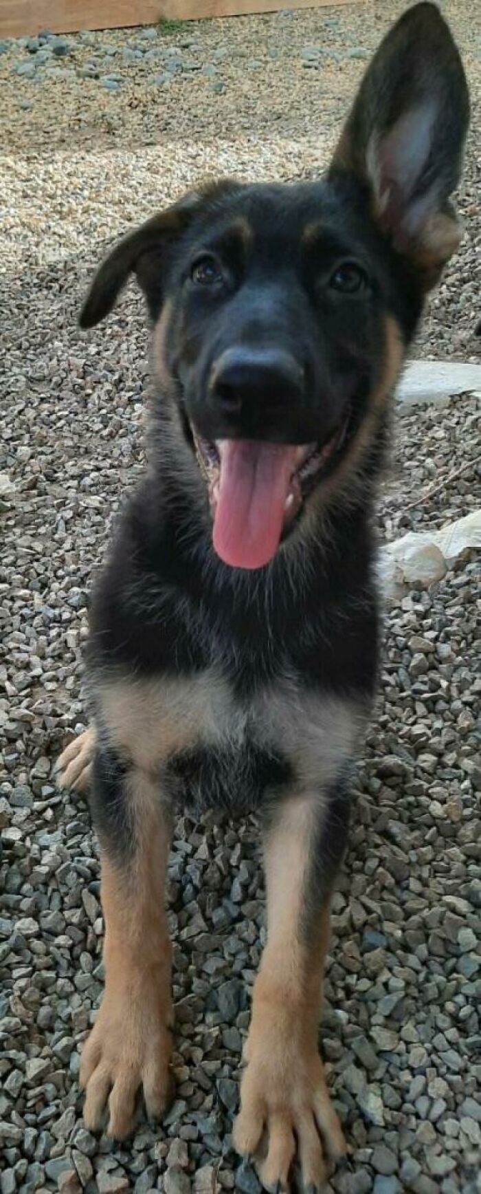 Just Adopted- Any Advice?