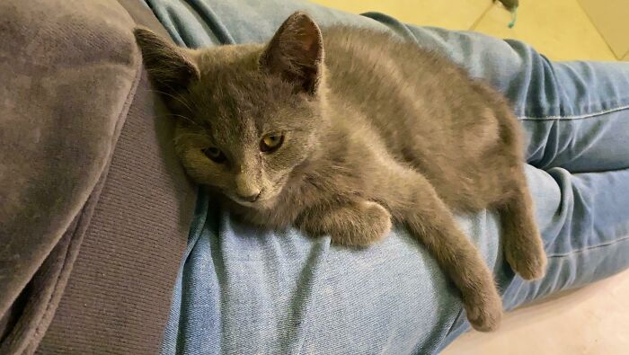 I Adopted A Shy Kitten Yesterday. He Just Climbed On My Lap For The First Time❣️❤️