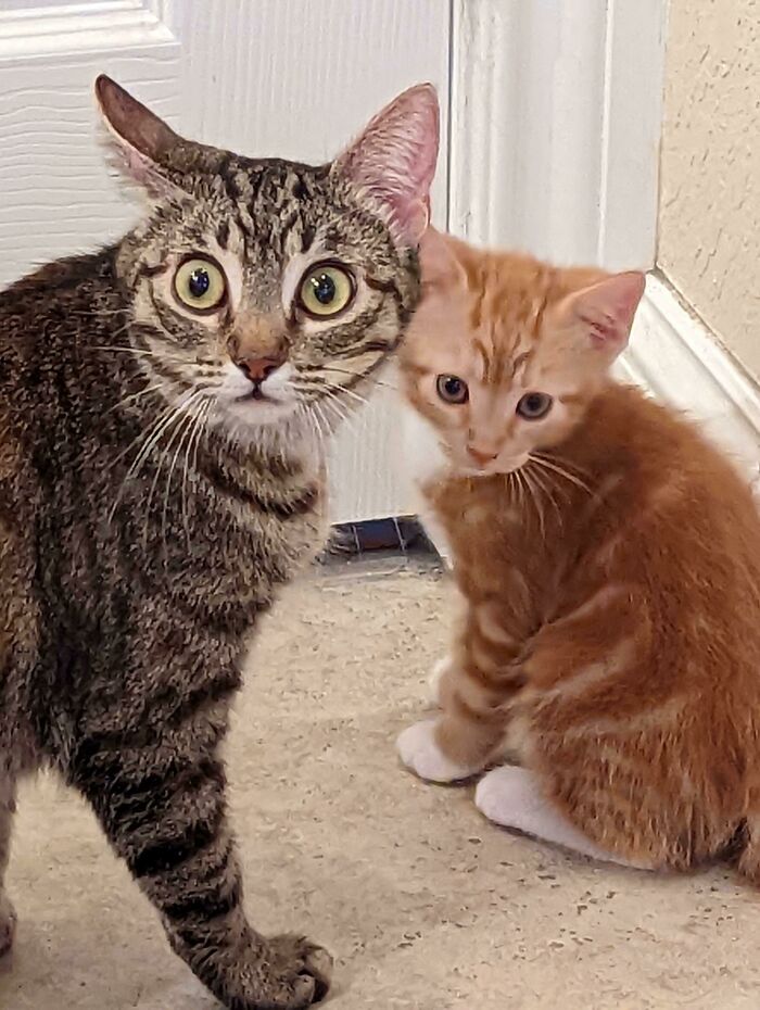 I Can't Believe You Adopted Us Both! Happiness Will Rule After The Shock Wears Off