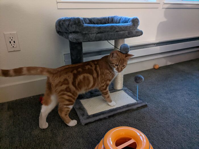 It's Only Day 2 After Adopting Simba! Can't Get Enough Of This Guy ❤️❤️