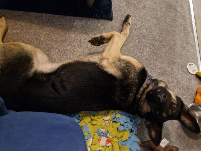 Say Hello To Our Gorgeous Girl, Dara, Who We Adopted Today