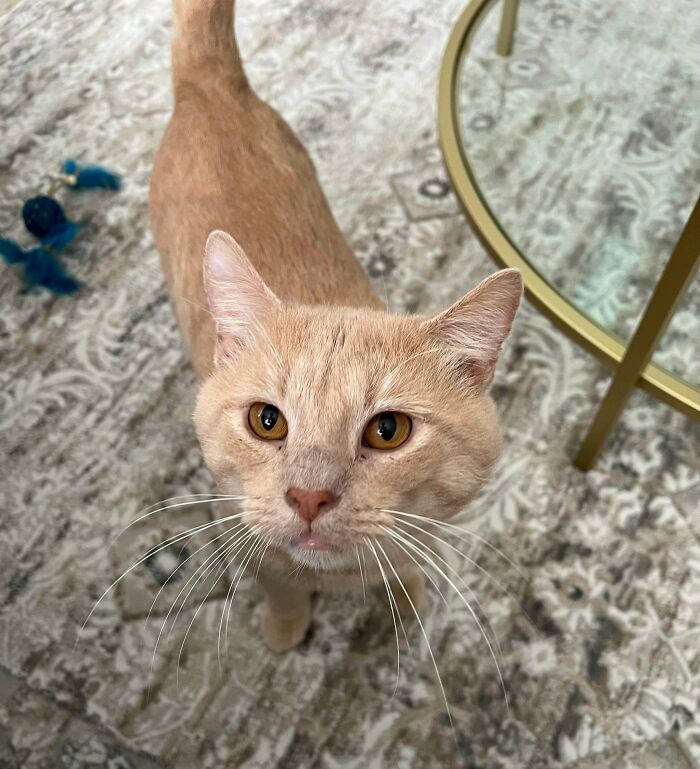 Just Adopted This Fella. Any Tips On Being A Cat Dad Or Things I Will Need?