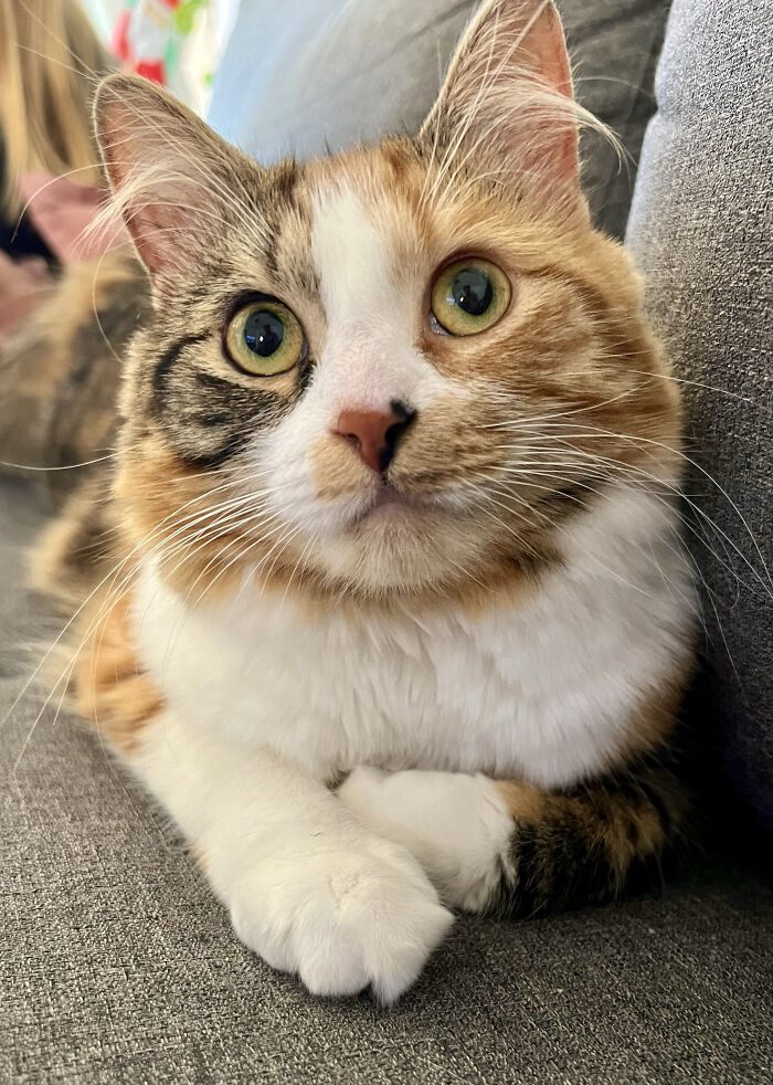 Our Newly Adopted Family Member :) (Honey)